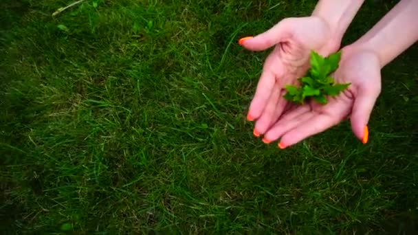 Девушка держит зеленый завод на фоне зеленой лужайки . — стоковое видео