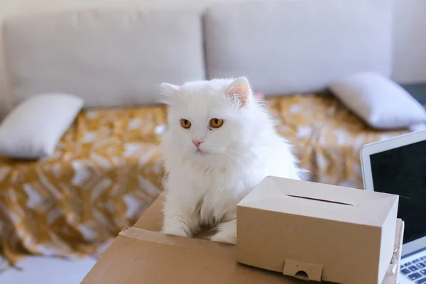 White Cat Sitting on Table And Wants to Get Into Big Box.