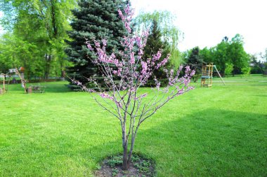Ağaç kütükler güzel gerekçesiyle çevre düzenlemesi