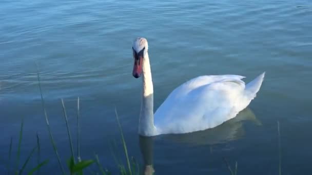 Bonito cisne branco nadando no lago . — Vídeo de Stock