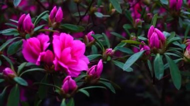 Pembe çiçek ile yeşil uzun yapraklar büyür.