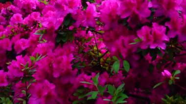 Büyük çiçek çalılar limonlukta büyümek.