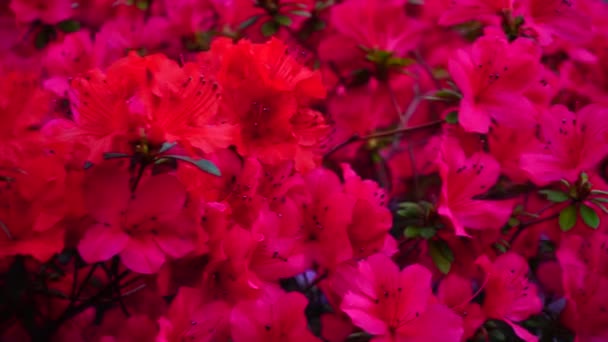 Flores rosas y rojas floreciendo en el jardín . — Vídeos de Stock