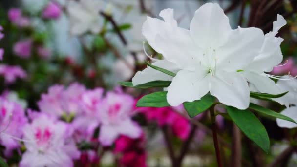 fille est venu à la mère et photographier des fleurs merveilleuses .