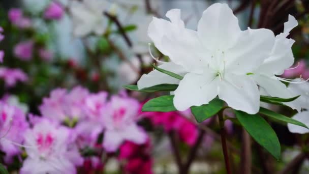 Dotter kom till mor och fotografera underbara blommor. — Stockvideo