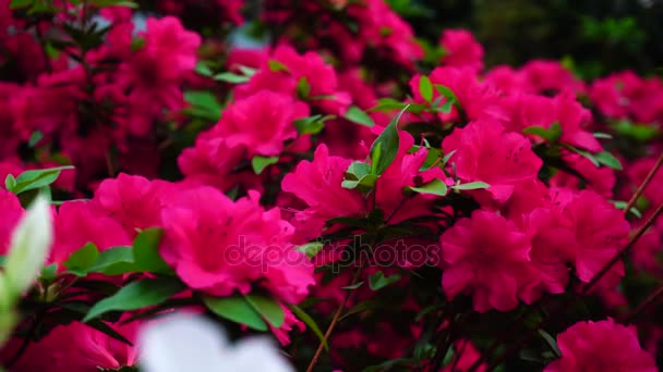 Flores blancas que brillan cerca de flores rosadas brillantes en el fondo . — Vídeo de stock