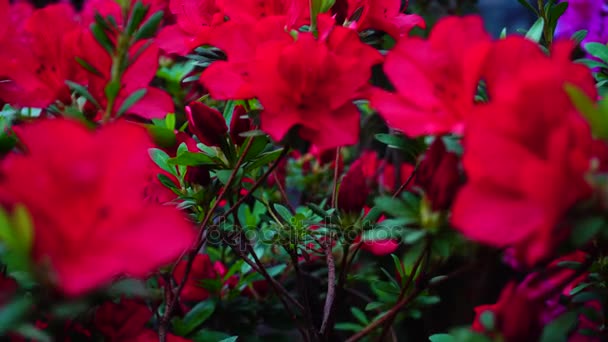 Flores stand in shop-window, close-up fotografia . — Vídeo de Stock