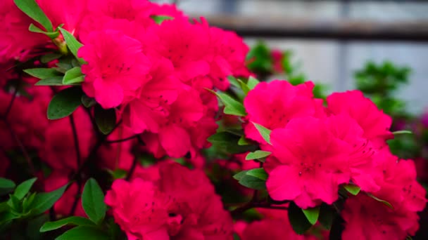 En el invernadero moderno resplandecen diferentes tipos de flores . — Vídeo de stock