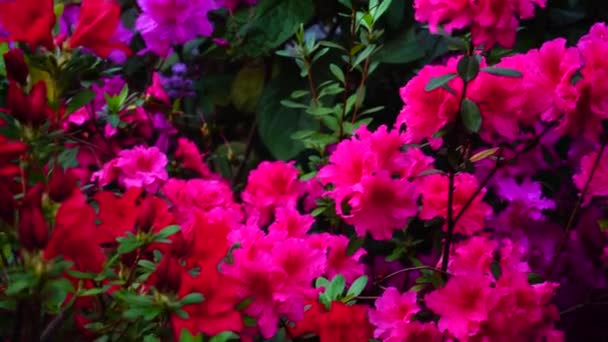 Ніжна рожева квітка росте в домашньому саду . — стокове відео