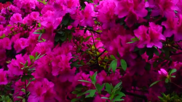 Grandi cespugli di fiori crescono in conservatorio . — Video Stock