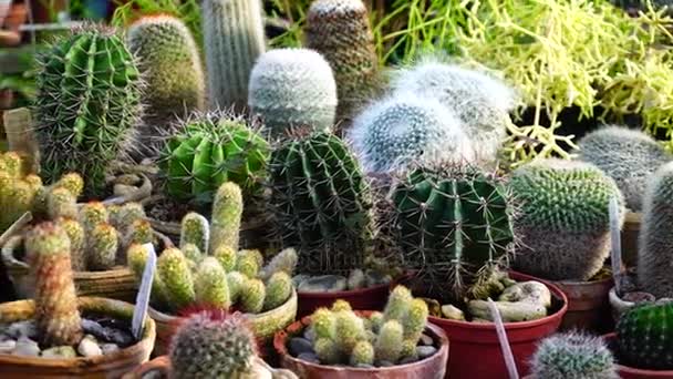 Different types of cacti in local market. — Stock Video