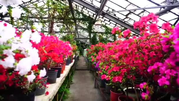 Large selection of colored flower in shop. — Stock Video