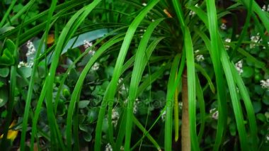 Küçük palmiye büyümek yeni Hayvanat Bahçesi, yakın çekim fotoğraf.