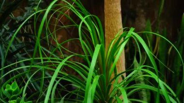 Yeni tür bir palmiye ağacı tropikal adalarda büyüdü.