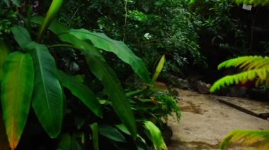 Konservatuvarı işçi bitkiler durumunu denetler.