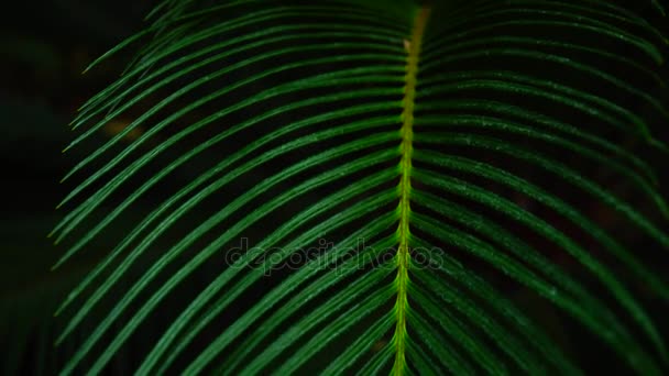 Nuit dans la jungle, belle plante de palmiers avec de longues feuilles . — Video