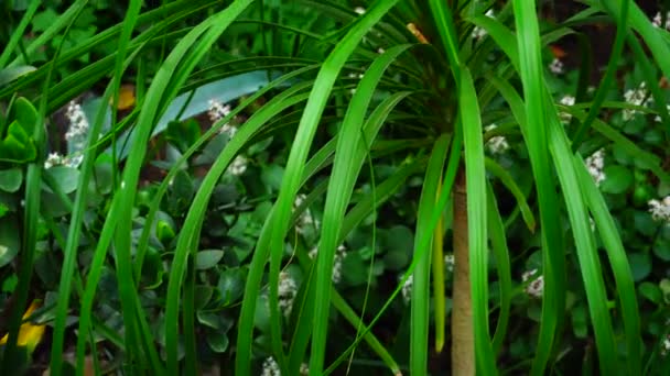 Small palm grow in new zoo, close-up photography. — Stock Video