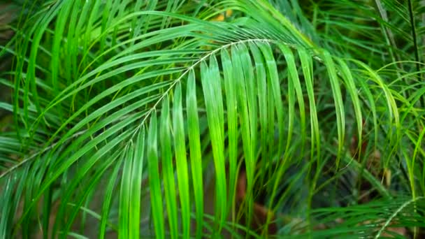 Nahaufnahme, Pflanze mit langem grünen Stiel und grünen Blättern. — Stockvideo