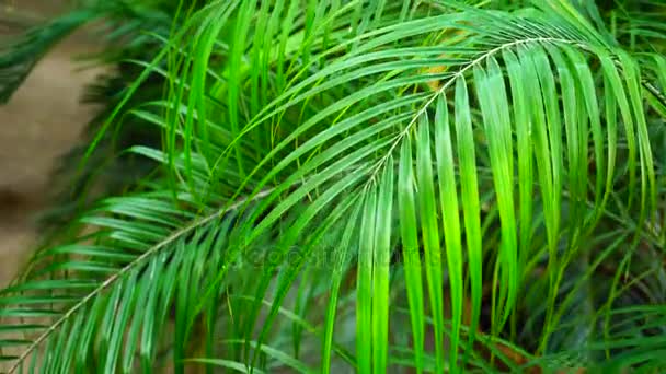 Hojas de palma verdes y frescas en fotografía de primer plano . — Vídeos de Stock