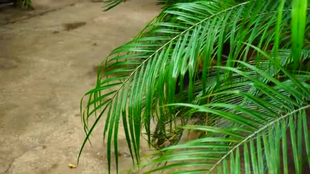 Pianta piegato foglie a terra e stare vicino pista di colore chiaro . — Video Stock