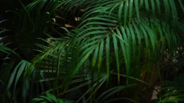 Yeşil avuç içi yaprakları ıslak güçlü yağmur ormanları içinde sonra.