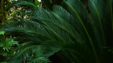 Bahçede uzun yaprakları ile güzel bitkiler büyümek.