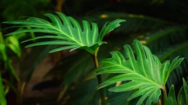 Dairesel anket, yeşil yaprakları ile büyük delik.