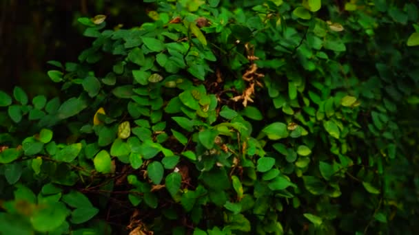 Bushes with green and dry leaves placed in forest. — Stock Video