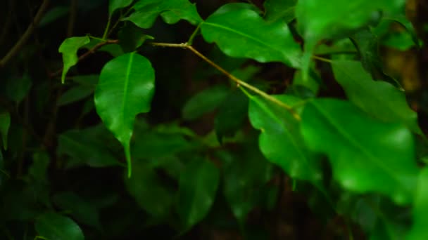 Petites feuilles poussent sur la tige mince, plan rapproché . — Video