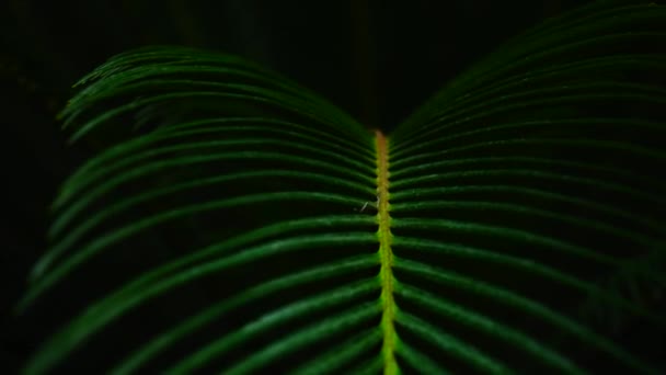 Karanlıkta çekim, yeşil bitkiler uzun yaprakları ile palmiyeler. — Stok video