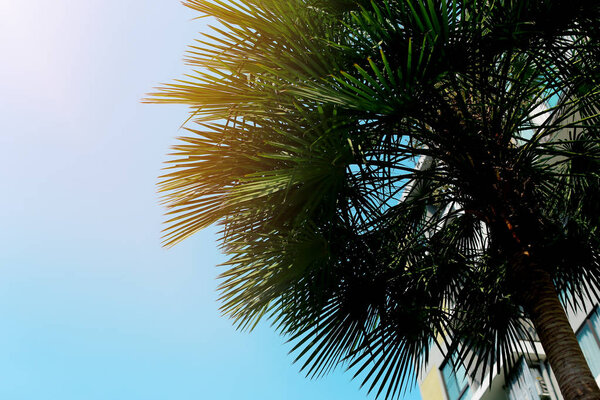 big green palm, blue sky and sunshine