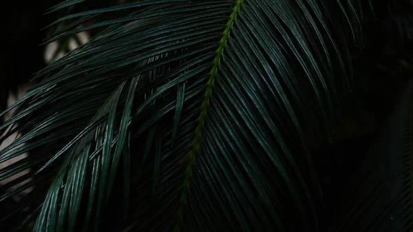 Karanlık ormanda uzun yaprakları ile bitki büyür. 