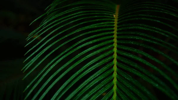 Pequeña palmera crece en el nuevo zoológico, fotografía de cerca . —  Fotos de Stock