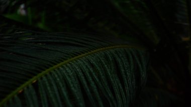 koyu, yeşil bitkiler uzun yaprakları ile çekim.