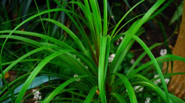 Konservatuvarı işçi bitkiler durumunu denetler.