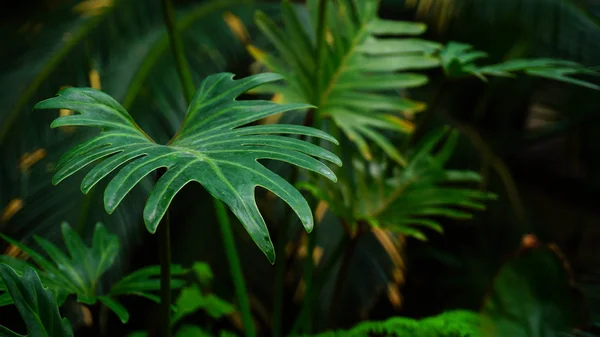 Folhas longas verde no vapor fino verde . — Fotografia de Stock