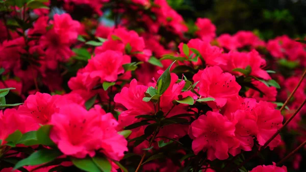 Flores brancas brilhando perto de flores rosa brilhantes no fundo . — Fotografia de Stock