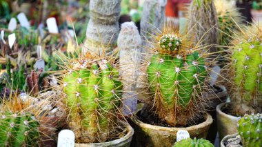 Kaktüsler farklı türde tezgahın üzerine standı.