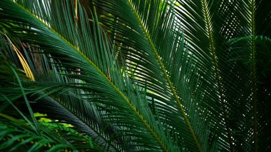 Büyük delik ve yeşil renkli yaprakları.