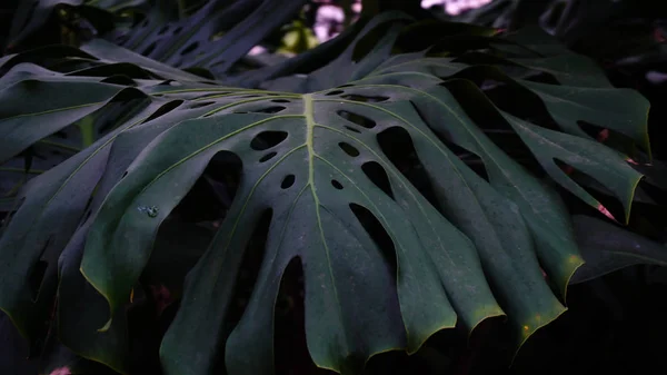 Rośliny o dużych liściach rosną w dżungli, zbliżeń. — Zdjęcie stockowe