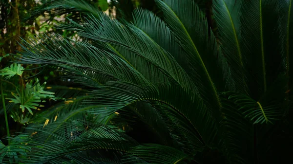 Plant with long leaves grows in dark forest. — Stock Photo, Image