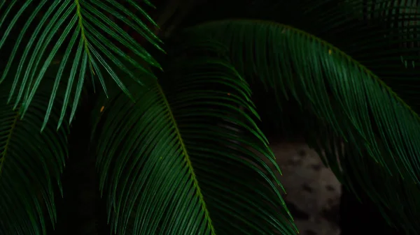 Exotische Blume wächst in der Nähe einer wunderbaren Palme im Gewächshaus. — Stockfoto