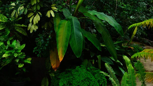 온실의 식물의 상태를 확인. — 스톡 사진