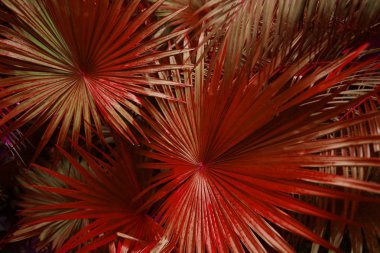 Tropikal kırmızı palmiye yaprakları egzotik sonsuz yaz ülke