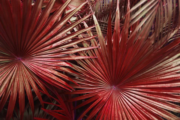Palmeira vermelha tropical Folhas no exótico e interminável país de verão — Fotografia de Stock