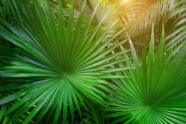 Palmeira verde tropical Folhas no exótico e interminável país de verão com luz solar — Fotografia de Stock