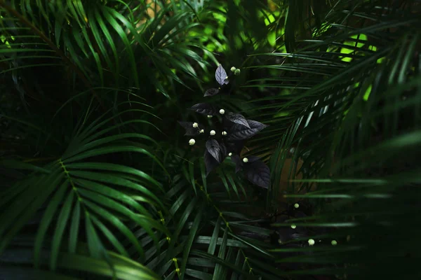 녹색 종 려 잎 및 꽃의 어두운 환상적인 초상화 — 스톡 사진