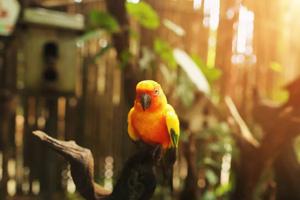태국에서 맑은 날에는 이국적인 앵무새 오렌지 색상의 부드러운 햇빛 초상화 — 스톡 사진