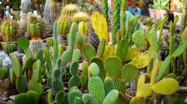 Kaktüsler farklı türde tezgahın üzerine standı.