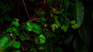 Yeni tür bir palmiye ağacı tropikal adalarda büyüdü.